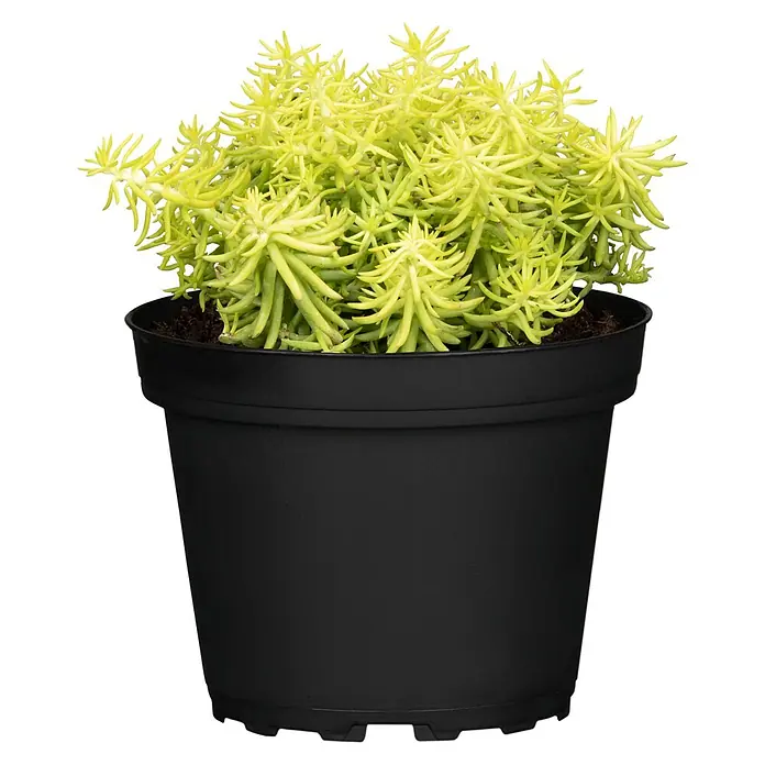 Piardino Garten-Fettblatt - Sedum in Sorten, Topfgröße: 13 cm - Hell gelb-grüne Sukkulente mit stacheligen Blättern in einem schwarzen Plastiktopf.