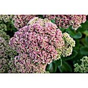 Hauswurz 6er Set (Sedum Hybride, Topfgröße: 9 cm) | BAUHAUS