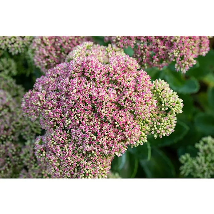 Hauswurz 6er Set - Sedum Hybride, Topfgröße: 9 cm - Sedum-Pflanze mit dichten Büscheln rosa und hellgrüner Blüten, einige noch knospend.