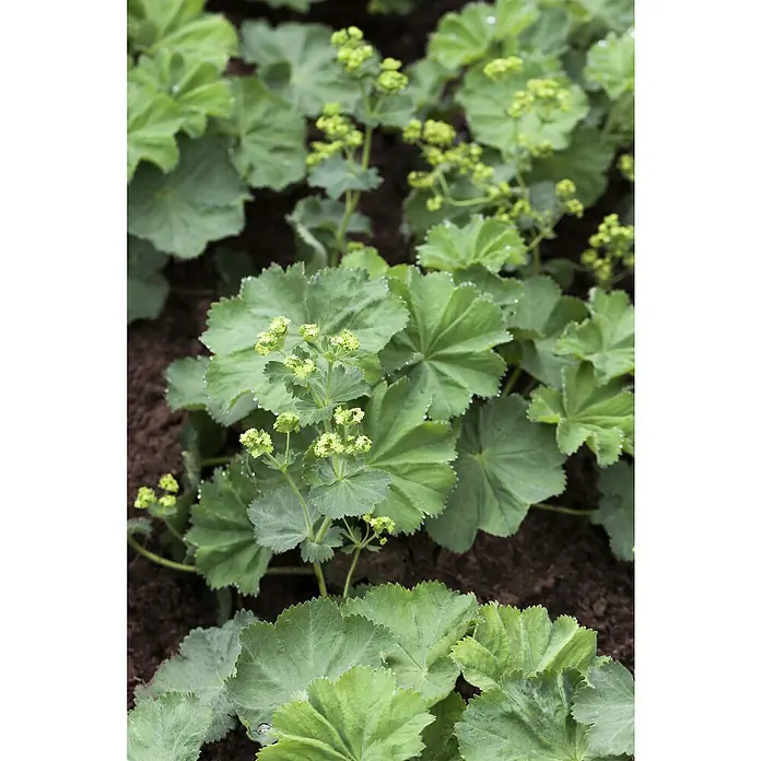 Piardino Frauenmantel - Alchemilla mollis, Topfgröße: 13 cm - Nahaufnahme von Frauenmantelblüten mit grünlichen Blütenständen und runden, gelappten Blättern im Garten.