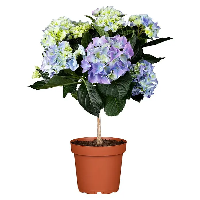 Piardino Bauernhortensie Stamm - Hydrangea macrophylla, Topfgröße: 17 cm, Blau/Rosa/Rot/Weiß - Wunderschöne Hortensie im Topf, die mit ihren violetten und blauen Blüten jeden Raum verschönert und eine elegante Note verleiht.