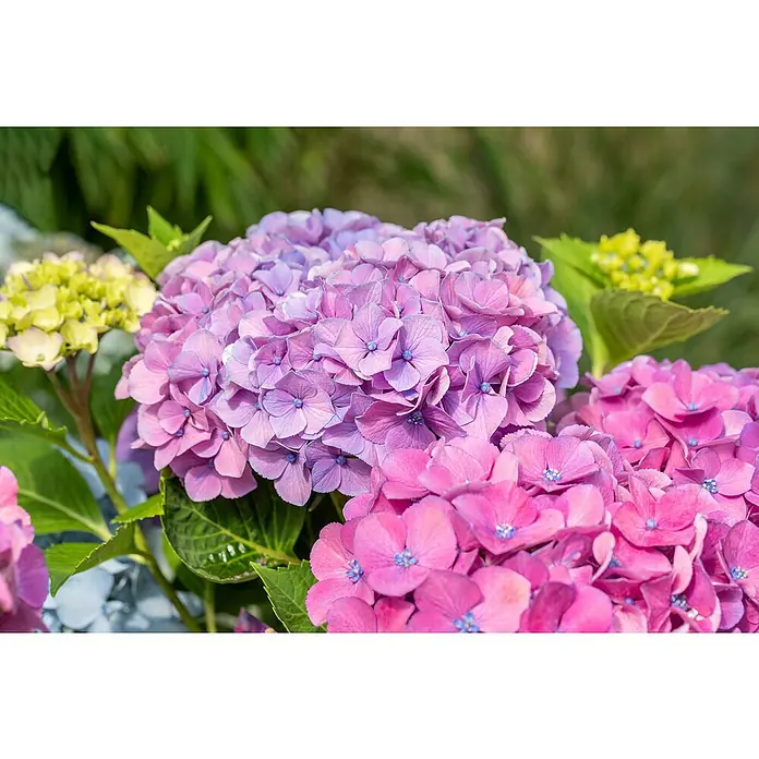 Piardino Bauernhortensie Stamm - Hydrangea macrophylla, Topfgröße: 17 cm, Blau/Rosa/Rot/Weiß - Nahaufnahme von leuchtenden, rosa und lila Hortensienblüten in voller Blüte, mit grünen Blättern und einem verschwommenen Hintergrund.