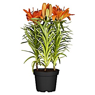 Piardino Lilie (Lilium Hybride, Topfgröße: 19 cm, Sortenabhängig)