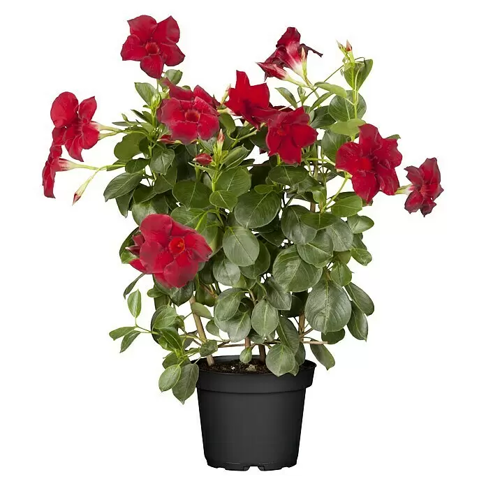 Piardino DipladeniaDipladenia sanderi, Topfgröße: 17 cm, Variabel