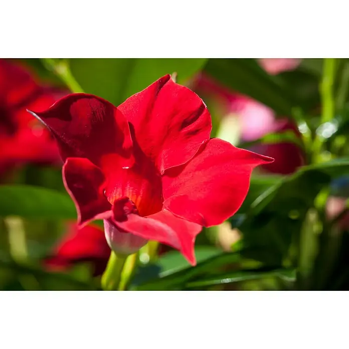 Piardino Dipladenia - Dipladenia sanderi, Topfgröße: 17 cm, Variabel - Nahaufnahme einer einzelnen, leuchtend roten Mandevilla-Blüte vor einem Hintergrund aus üppigem, grünem Laub.