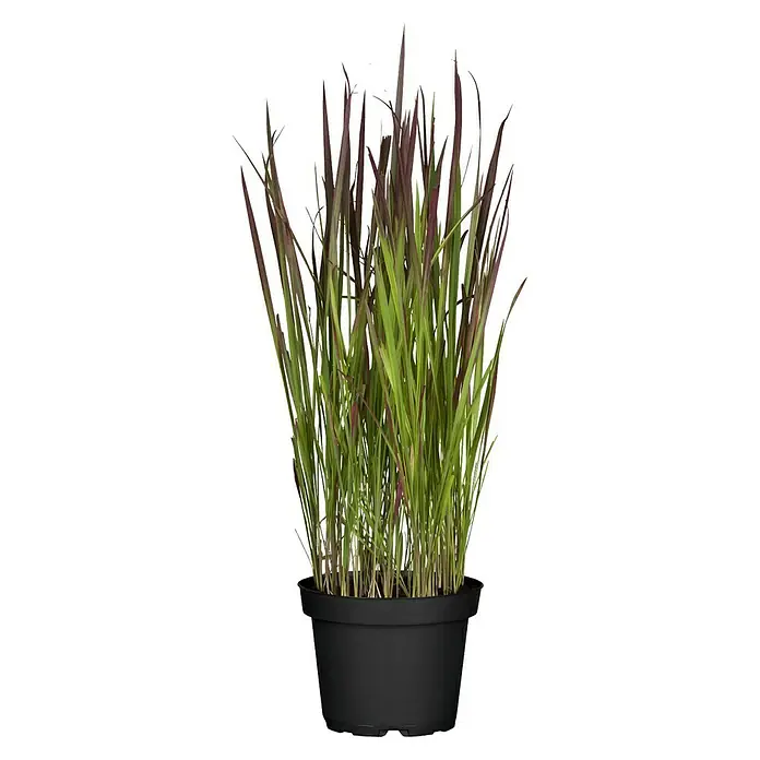 Piardino Japanisches Blutgras - Imperata cylindrica 'Red Baron', Topfgre:  19 cm, Rot/Grn online kaufen bei BAUHAUS