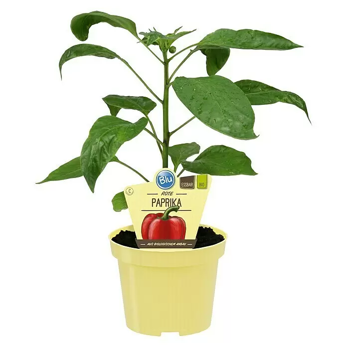 Blu Bio Paprika Midired - Capsicum anuum 'Midired', 12 cm