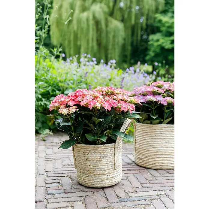 Piardino Bauernhortensie - Hydrangea macrophylla 'Royalty Collet', Topfgröße: 20 cm - Eine Nahaufnahme von zwei Hortensienpflanzen in runden Körben auf einem Ziegelweg, die eine schöne Gartendekoration darstellen.