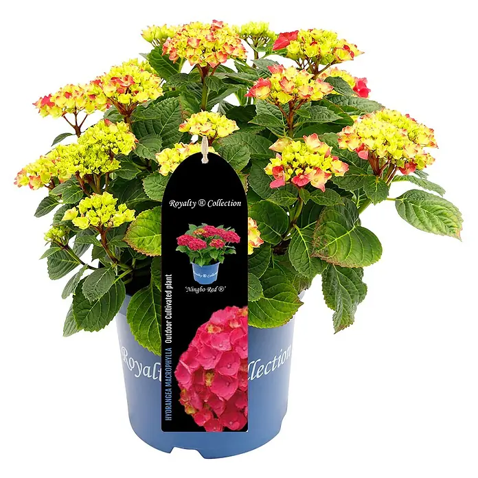 Piardino Bauernhortensie - Hydrangea macrophylla 'Royalty Collet', Topfgröße: 20 cm - Das Foto zeigt eine 'Royalty Collection' Hortensie mit gelb-roten Blüten in einem blauen Topf, ideal für den Garten.