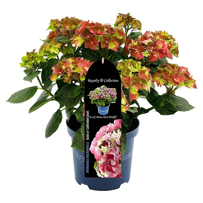 Piardino Bauernhortensie - Hydrangea macrophylla 'Royalty Collet', Topfgröße: 20 cm - Nahaufnahme einer Topf-Hortensie der Sorte 'Lady Mata Hari Pink' mit rot-grünen Blüten und einem Etikett der Royalty Collection.
