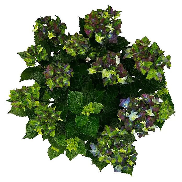 Piardino Bauernhortensie - Hydrangea macrophylla 'Royalty Collet', Topfgröße: 20 cm - Detailaufnahme einer Hortensie mit farbenprächtigen Blüten in Grün-, Violett- und Gelbtönen. Die Blätter sind dicht und sattgrün.