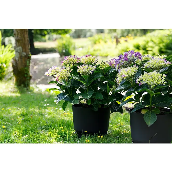 Piardino Bauernhortensie - Hydrangea macrophylla 'Royalty Collet', Topfgröße: 20 cm - Zwei Topfhortensien mit üppigen Blüten in einem Garten, die lila und grüne Farbtöne aufweisen. Die Pflanzen sind in schwarzen Töpfen.