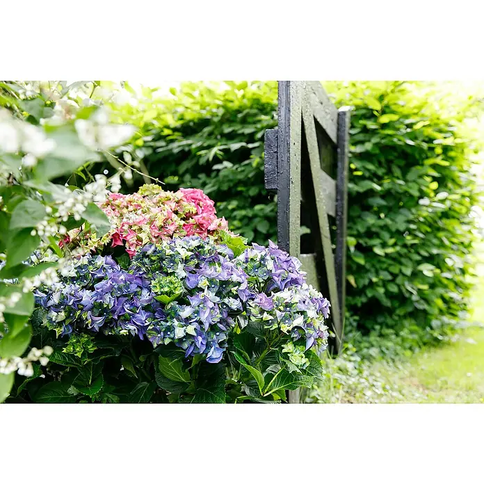 Piardino Bauernhortensie - Hydrangea macrophylla 'Royalty Collet', Topfgröße: 20 cm - Wunderschöne Hortensien in Blau und Rosa blühen vor einem schwarzen Gartentor, umgeben von üppigem Grün. Ein idyllischer Gartenblick.