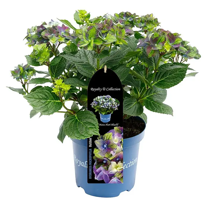 Piardino Bauernhortensie - Hydrangea macrophylla 'Royalty Collet', Topfgröße: 20 cm - Royalty Collection Hortensie 'Mata Hari Blue®' im blauen Topf, ideal für den Außenbereich, mit üppigen grünen Blättern und violett-grünen Blüten.