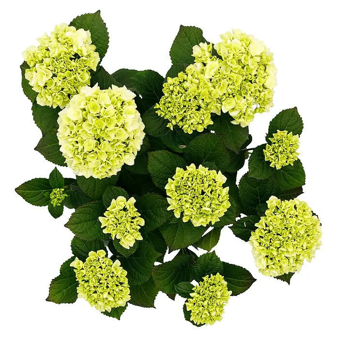Piardino Bauernhortensie - Hydrangea macrophylla 'Royalty Collet', Topfgröße: 20 cm - Nahaufnahme einer Zimmerhortensie mit blassgrünen Blüten und üppigen, grünen Blättern vor einem neutralen Hintergrund.