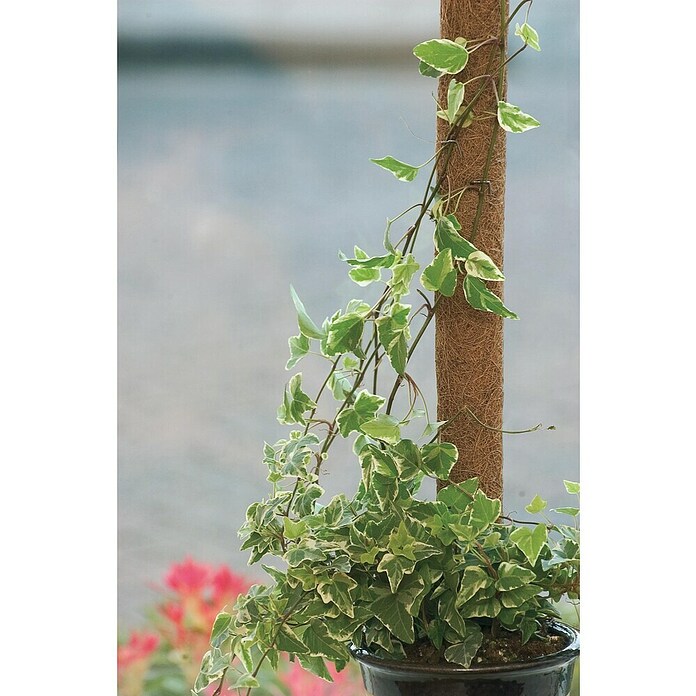 Nature Plantstok (Ø x h: 60 mm x 90 cm) | BAUHAUS