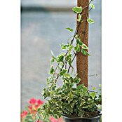 Nature Plantstok (Ø x h: 60 mm x 90 cm) | BAUHAUS