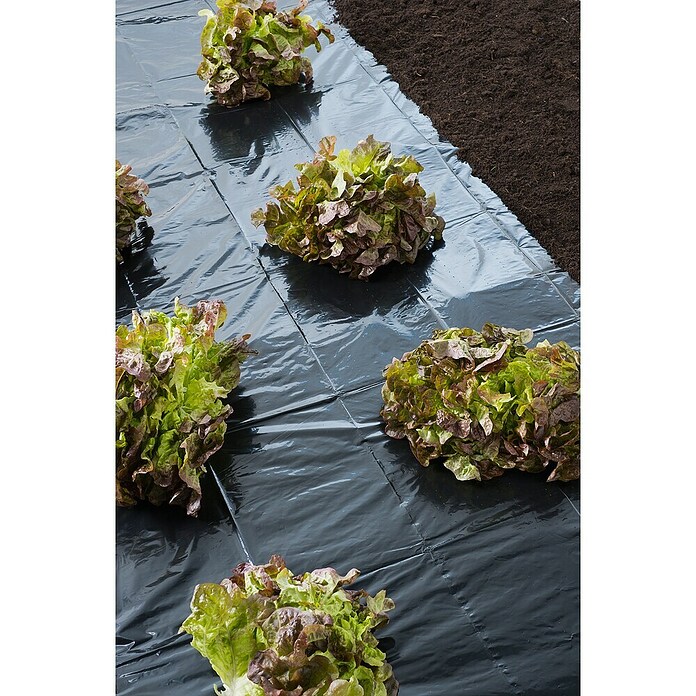 Nature Kweekfolie (l x b: 100 x 2 m) | BAUHAUS