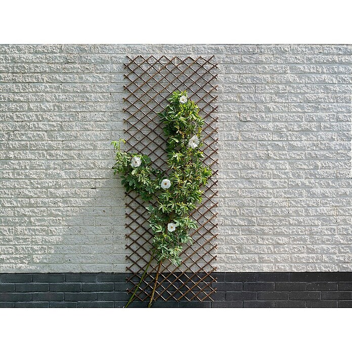 Nature Plantenklimrek (b x h: 60 x 180 cm) | BAUHAUS