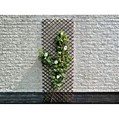 Nature Plantenklimrek (b x h: 60 x 180 cm) | BAUHAUS