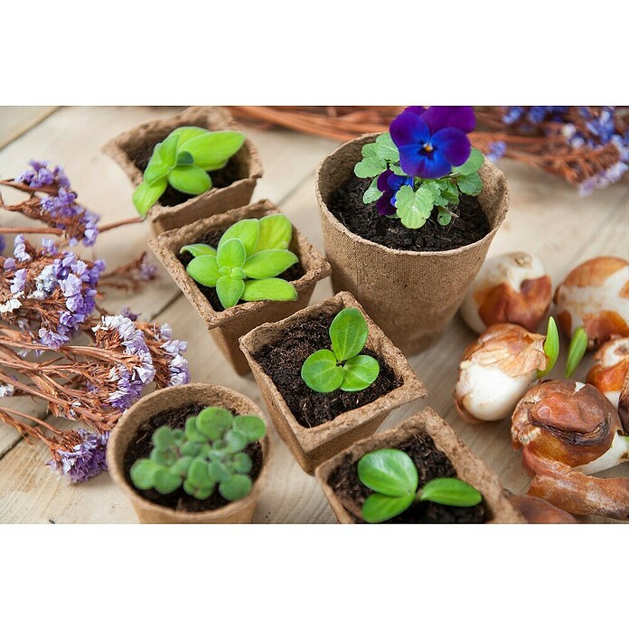 Nature Kweekpot (Hout, Bruin, l x b x h: 8 x 8 x 8 cm) | BAUHAUS