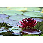 Ubbink Vijveronderhoudsmiddel Aqua Planta Plus® (500 ml) | BAUHAUS