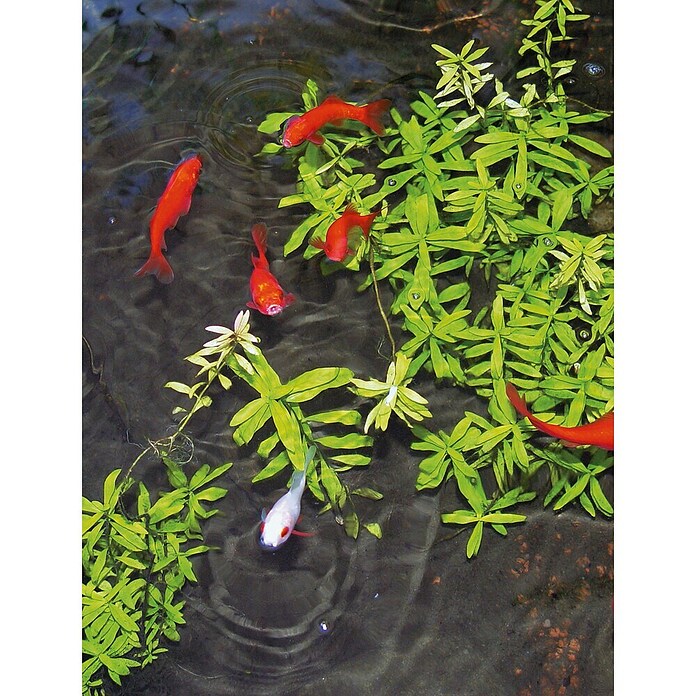 Ubbink Vijveronderhoudsmiddel Aqua Start (250 ml) | BAUHAUS