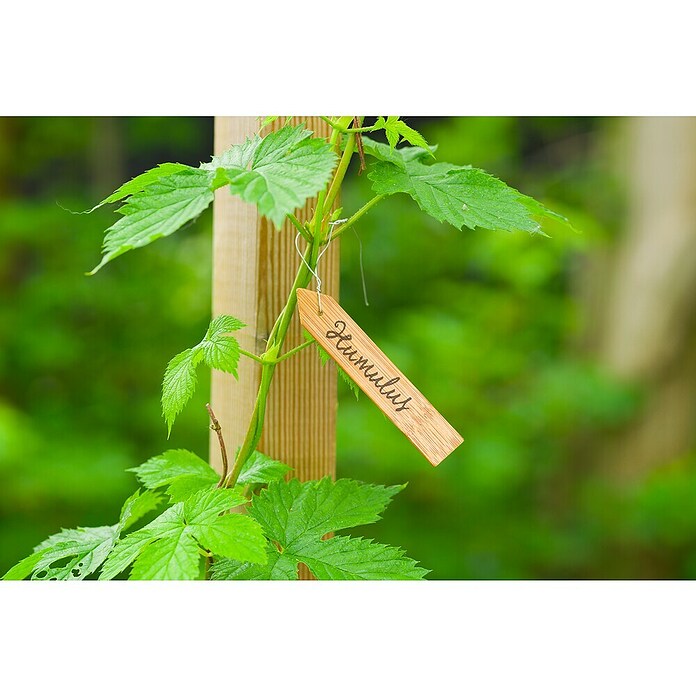 Nature Plantlabels (Bamboe, 15 st.) | BAUHAUS