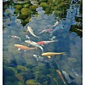 Ubbink Vijveronderhoudsmiddel Aqua GH+® (1 kg) | BAUHAUS
