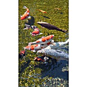 Ubbink Vijveronderhoudsmiddel Aqua pH-® (500 ml) | BAUHAUS