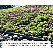 EcoStar Okvir za krov  (Namijenjeno za: EcoStar spremišta Tip 2, Plava) | BAUHAUS