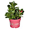 Piardino Dipladenia Summerstar Neon (Dipladenia sanderi 'Summer Star', Topfgröße: 10 cm, Rot) | BAUHAUS