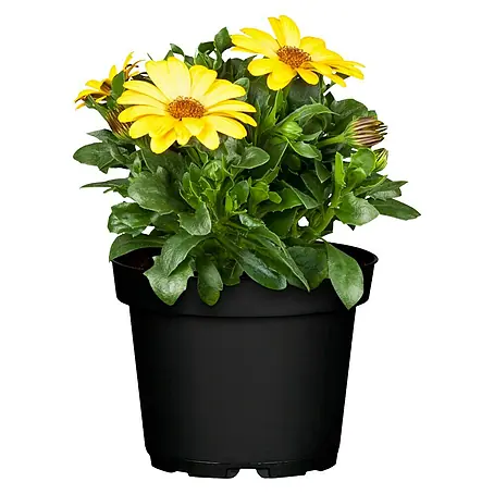Piardino  Osteospermum