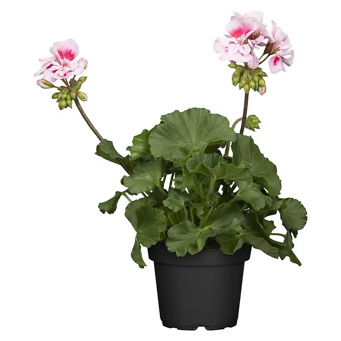 Piardino Geranio Zonal - Pelargonium zonale, Tamaño de maceta: 13 cm, En función de la variedad - Geranio zonal en maceta, con delicadas flores variegadas de color rosa y blanco y exuberante follaje verde, en una maceta negra.
