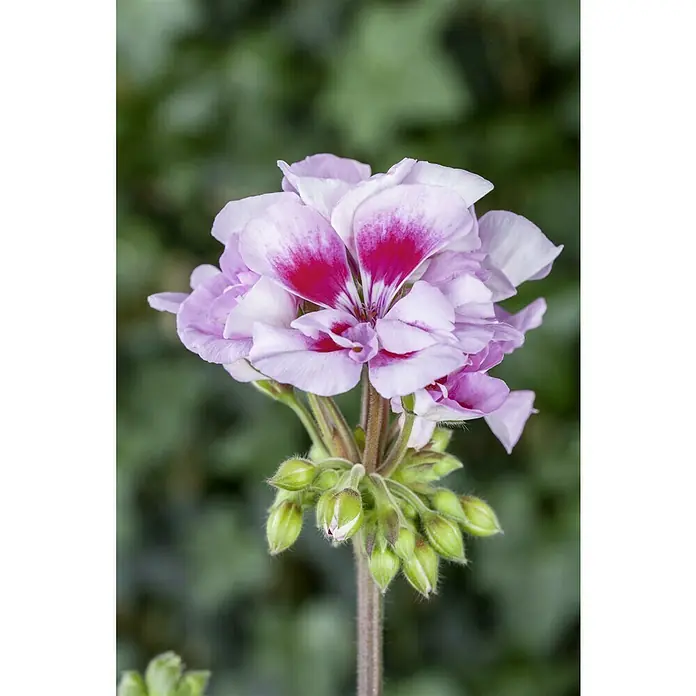 Piardino Geranio Zonal - Pelargonium zonale, Tamaño de maceta: 13 cm, En función de la variedad - Primer plano de un elegante pelargonio con delicados pétalos rosados y acentos de color rojo intenso sobre un fondo verde suave.