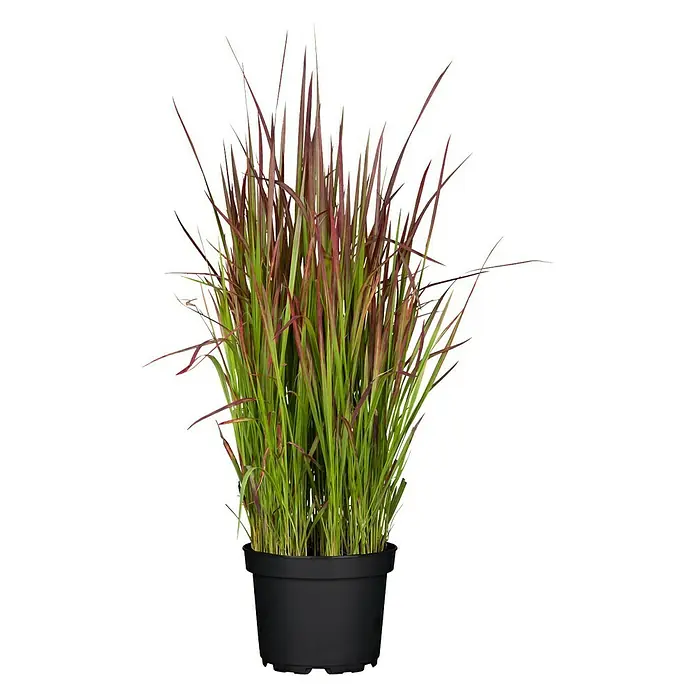 Piardino Japanisches Blutgras - Imperata cylindrica 'Red Baron', Topfgröße: 23 cm, Rot/Grün - Purpurglanzgras (Pennisetum setaceum 'Rubrum') in einem schwarzen Topf. Das Ziergras zeichnet sich durch seine attraktive rötliche Blattfärbung aus.