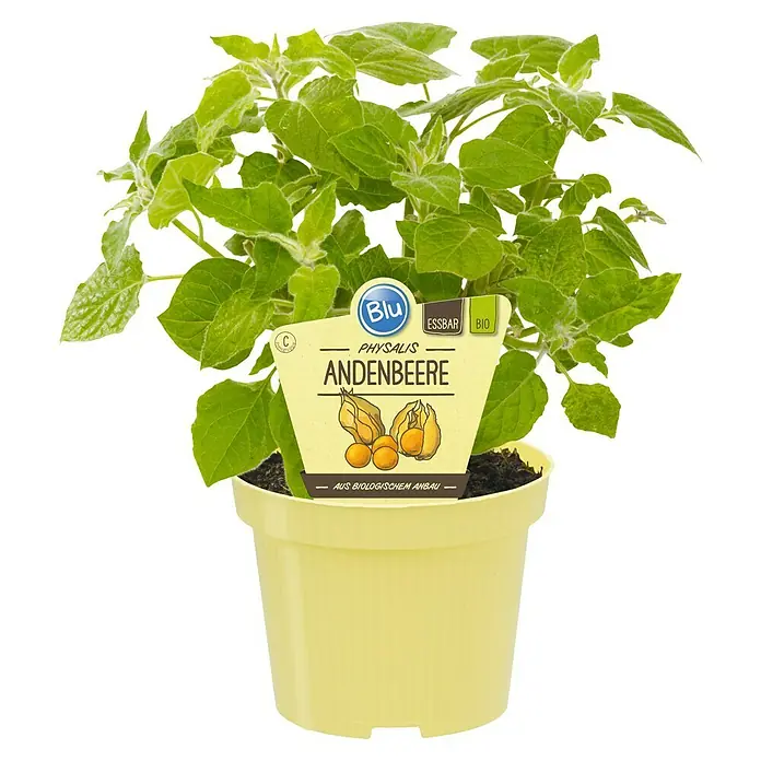Blu Bio Andenbeere - Physalis peruviana, Topfgröße: 12 cm - Topfpflanze Andenbeere (Physalis) mit gelbem Topf und Pflanzenetikett.
