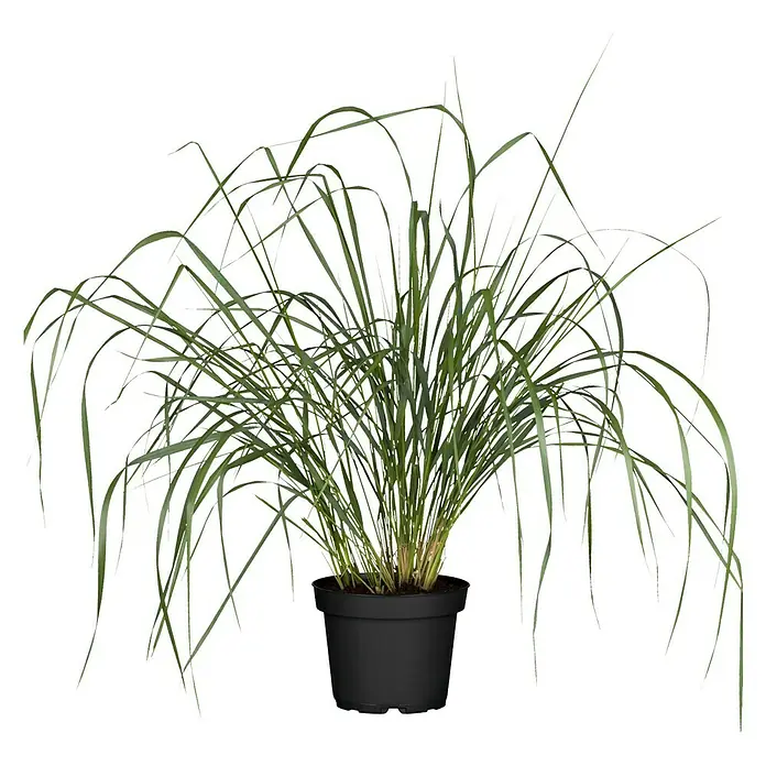 Piardino Ziergräser - Poaceae in Arten & Sorten, Topfvolumen: 5 l - Ein üppiges, grünes Ziergras in einem schwarzen Topf, das mit seinen langen Halmen eine natürliche Eleganz ausstrahlt.
