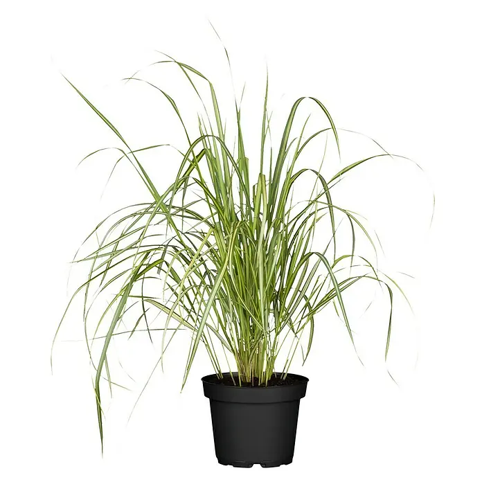Piardino Ziergräser - Poaceae in Arten & Sorten, Topfvolumen: 5 l - Ein dekoratives Ziergras in einem schwarzen Topf, ideal für die Innenraumdekoration mit seinen eleganten grünen und weißen Blättern.