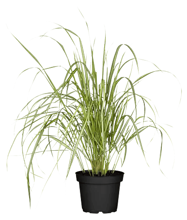Piardino Ziergrser - Poaceae in Arten & Sorten, Topfvolumen: 5 l online  kaufen bei BAUHAUS