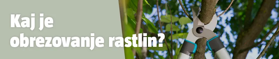 Obrezovanje rstlin