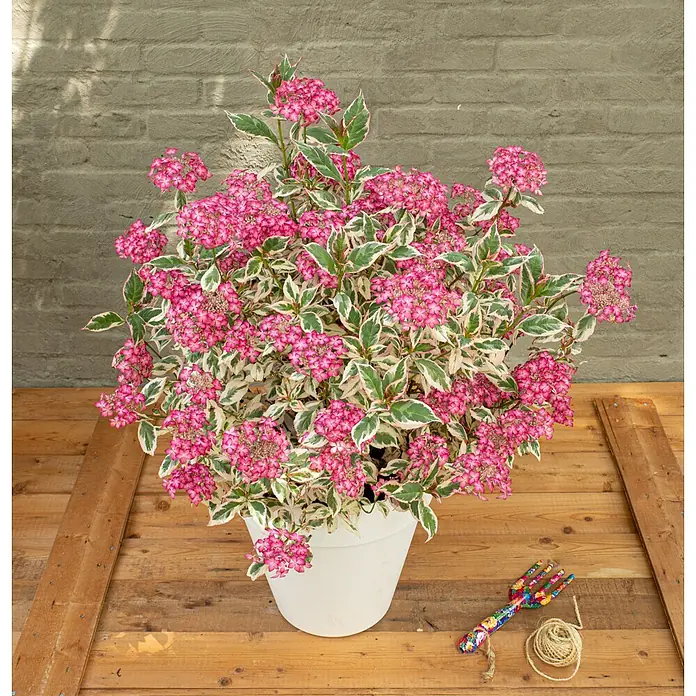 Piardino Hortensie - Hydrangea Serrata Euphorbia, Topfgröße: 19 cm - Üppige rosa blühende Pflanze mit grün-weiß panaschierten Blättern in einem weißen Topf, arrangiert mit Gartengeräten auf Holz.