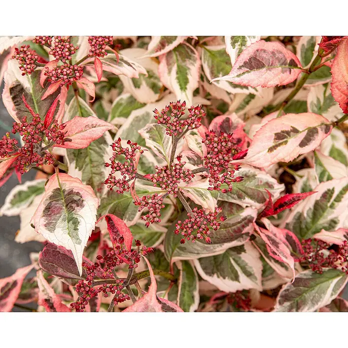 Piardino Hortensie - Hydrangea Serrata Euphorbia, Topfgröße: 19 cm - Nahaufnahme eines Cornus alba 'Elegantissima'-Strauchs mit roten Blütenständen und weiß-grün panaschierten Blättern.