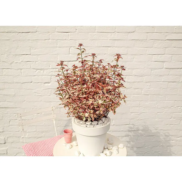 Piardino Hortensie - Hydrangea Serrata Euphorbia, Topfgröße: 19 cm - Der farbenfrohe Topfstrauch ist mit weißen Steinen bedeckt und passt ideal in jede Wohnung.