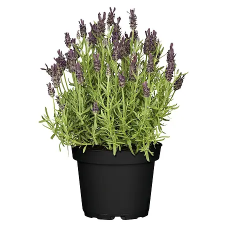 Piardino  Lavandula stoechas Mix