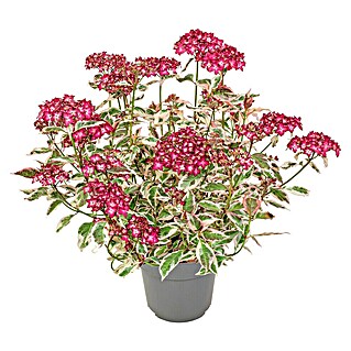 Piardino Hortensie (Hydrangea Serrata Euphorbia, Topfgröße: 19 cm)