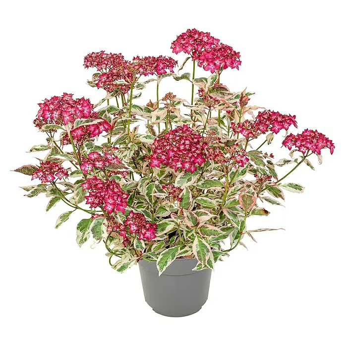 Piardino Hortensie - Hydrangea Serrata Euphorbia, Topfgröße: 19 cm - Prächtige Hortensie 'tricolor' im Topf. Die Pflanze zeichnet sich durch ihre rosa Blüten und grün-weiß panaschiertes Laub aus und ist ein Hingucker.