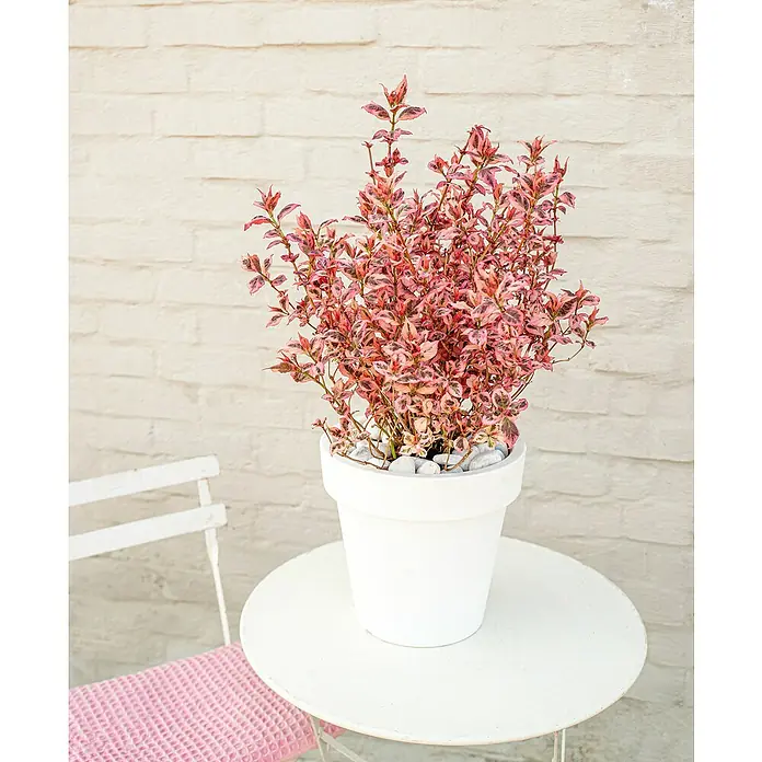 Piardino Hortensie - Hydrangea Serrata Euphorbia, Topfgröße: 19 cm - Hübscher Strauch mit rosa Blättern in einem weißen Topf auf einem kleinen Tisch. Ideal für den Garten oder Balkon.