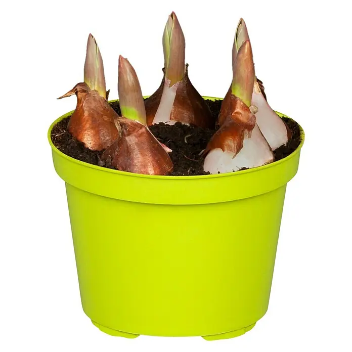 Piardino Sommerblumenzwiebeln 'Orange Princess' - Tulipa Hybride 'Orange Princess' - Ein leuchtend grüner Topf mit Amaryllis-Zwiebeln, die aus der Erde sprießen und kurz vor der Blüte stehen.