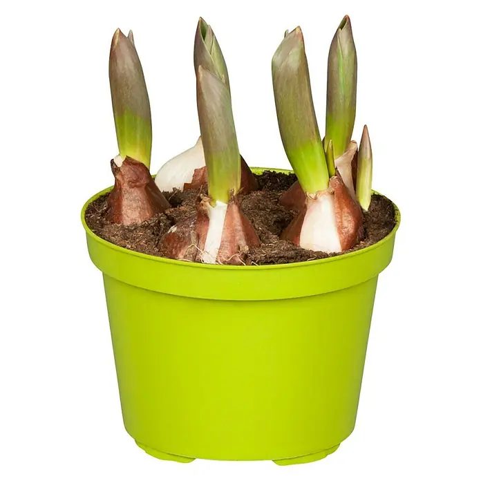 Piardino Frühlingsblumenzwiebeln Tulpe Flair Orange - Tulipa Hybride 'Flair orange', Topfgröße: 12 cm - Ein grüner Topf mit Blumenzwiebeln, die aus der Erde ragen und auf das baldige Erblühen hindeuten.